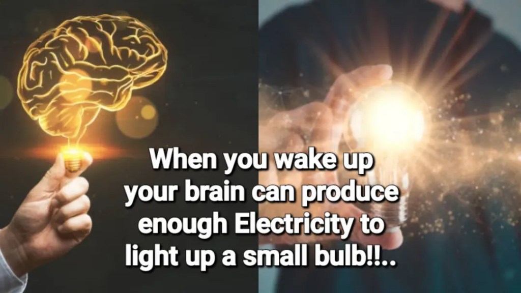 Human Brain Facts 🧠 